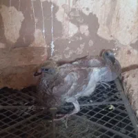 کفتر ماده اوقون گمشده
