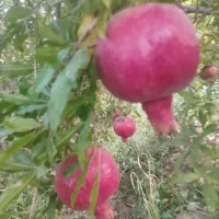 انار آبدار مستقیم از باغ