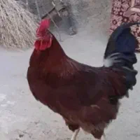 خروس