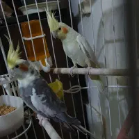 عروس مولد  نرابلغ لوتینو  ماده لوتینو زعفرانی