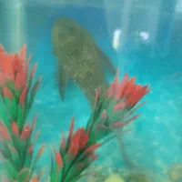 لجنخوار سایز بزرگ اسپرت