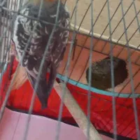 یک جفت مولد|پرنده|بندر انزلی, اطبا|دیوار