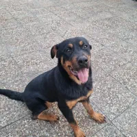 روتوایلر|سگ|شیراز, شهرک صنعتی شیراز|دیوار