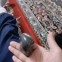 یک عددفسیل جا نوری طبیعی|کلکسیون اشیاء عتیقه|اشتهارد, |دیوار