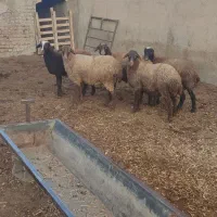 6برماده درجه یک|حیوانات مزرعه|هشتگرد, تهران دشت|دیوار