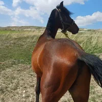 نریان عرب ایرانی