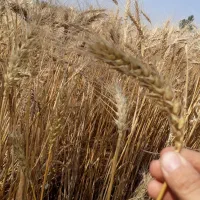گندم بذری رقم احسان  N 8720 گندم قرمز|عمده‌فروشی|مینودشت, |دیوار