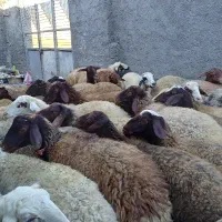 ۴۰ تا گوسفند آبستن سنگین همه شیره دار و جوان|حیوانات مزرعه|سنندج, |دیوار
