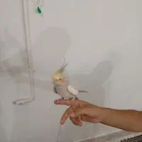 یک عدد عروس هلندی از خونه زده بیرون محدوده ولیعصر