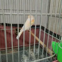 قناری نر|پرنده|ری, تقی آباد|دیوار