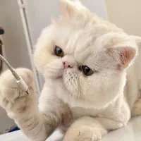 واگذاری گربه پرشین