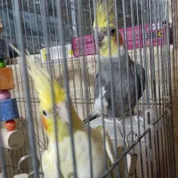 عروس هلندی جفت|پرنده|ساوه, |دیوار