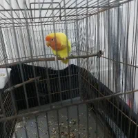 طوطی کوتوله برزیلی اوپال سر قرمز اورجینال