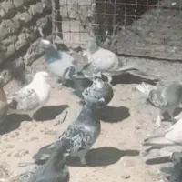 کبوتر همه نوع دورگ تکپر ساعتی