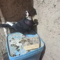 سیاه پلنگ ریش کنده