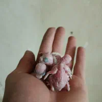 مرغ عشق مولد به همراه 4 جوجه فقط 650