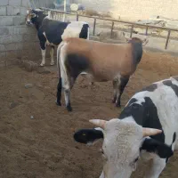 استخدام کارگر دائم برای گاوداری ومزرعه کشاورزی