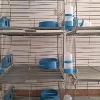 قفس جفت خون کفتر