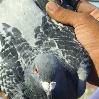 کفتر مساپتی پلاکی|پرنده|زهک, |دیوار