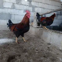 5عدد خروس درجه یک|حیوانات مزرعه|جوانرود, |دیوار