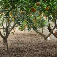 فروش پرتغال تامسون|خدمات باغبانی و درختکاری|سورک, |دیوار