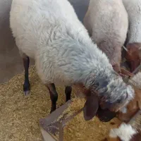 نر تغلی و مایه تغلی ۱۰ عدد