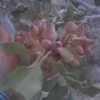 1000مترباغ-پسته