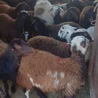 ۴۰ راس کاور و کاور بره تخمی