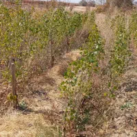 نهال صنوبر.کبوده|گل و گیاه طبیعی|بروجرد, |دیوار