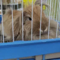 خرگوش گمشده