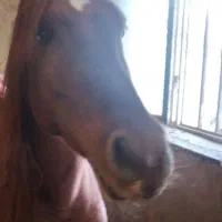 اسب مادیان کرد