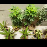 گل طبیعی|گل و گیاه طبیعی|بروجرد, |دیوار