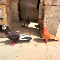 فروش کبوتر زیبا وخوش رنگ