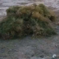 خار|لوازم جانبی حیوانات|کرباسک, |دیوار