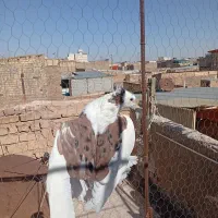 کفتر|پرنده|قم, وادی السلام|دیوار