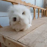 خرگوش ماده لوپ بالغ (مولد)|موش و خرگوش|تهران, جردن|دیوار