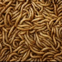 فروش کرم میلورم بصورت عمده وخورده|خزنده|مراغه, |دیوار