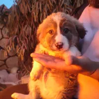 توله قدرجونی