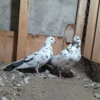 کبوتران فروشی|پرنده|پارس‌آباد, |دیوار