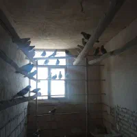 ۶۰ عدد کفتر|پرنده|پیشوا, |دیوار