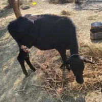 فروش گوساله ماده|حیوانات مزرعه|رودخانه, |دیوار