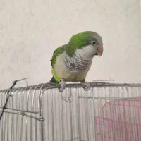 فروش طوطی راهب