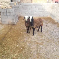 دوعدد بره ماده شال