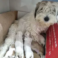 توله سگ|سگ|مشهد, احمدآباد|دیوار