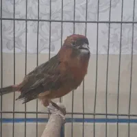 سهره جوجه سال و قناری سرخ ذات قدیم  زیبا|پرنده|شیراز, قلعه نو|دیوار