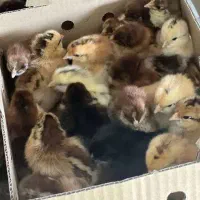 تخم مرغ نطفه دار