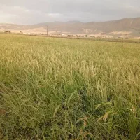 زمین کشاورزی|فروش زمین و ملک کلنگی|مینودشت, |دیوار