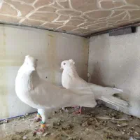 سفید اراکی|پرنده|اقلید, |دیوار