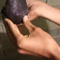 کفتر لوت|پرنده|چمران, |دیوار