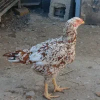 مرغ لاری|حیوانات مزرعه|نوشین شهر, |دیوار